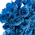 Blue Roses - Image 2
